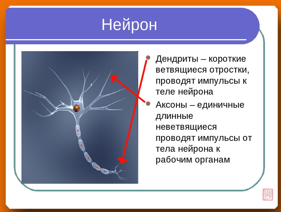 Дендрит короткий и сильно ветвится. Нейроны аксоны дендриты. Нервная клетка дендриты и аксоны. Дендриты Аксон тело нейрона. Дендрит это отросток нейрона.