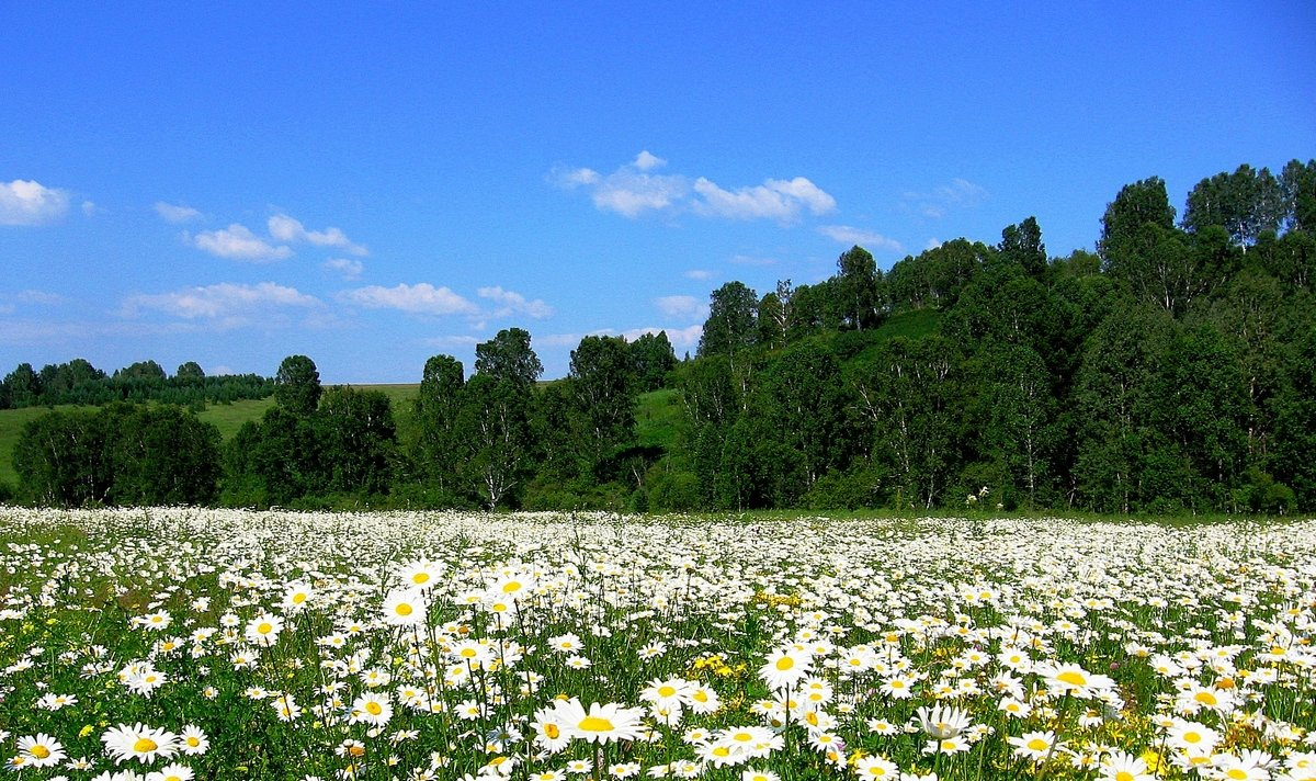 Поле с ромашками