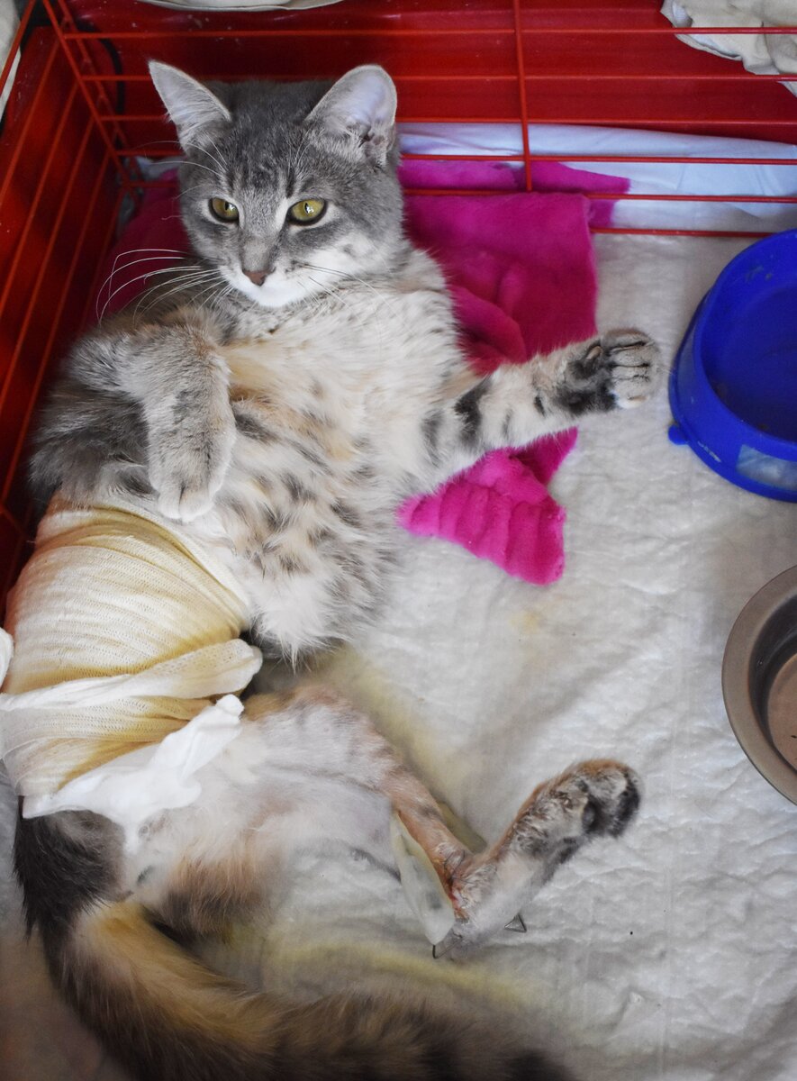 Валяния по клетке