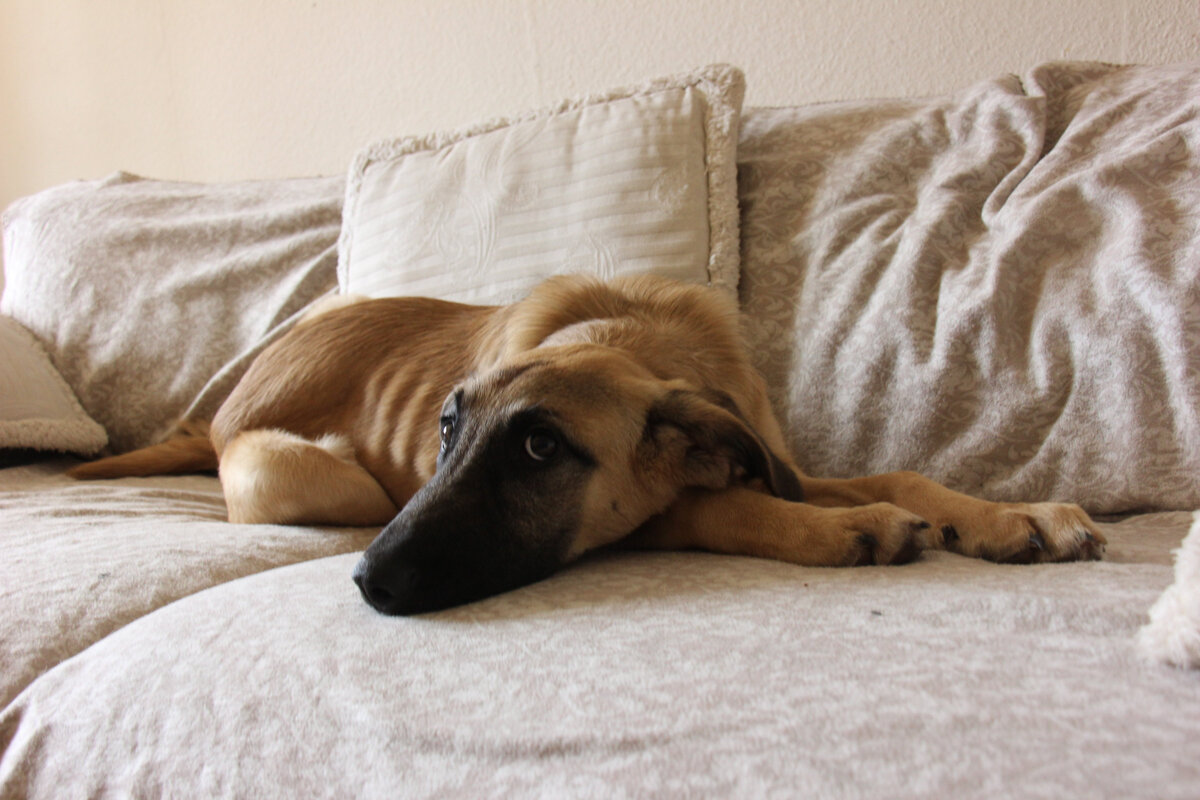 У Тобушки сейчас есть отличный временный дом, но на днях нам нужно оттуда съезжать. А съезжать нам некуда