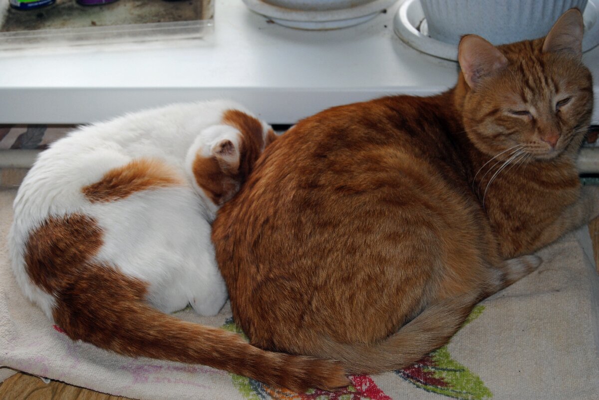 Уткнулся в Малыша, будто просил поделиться силами.