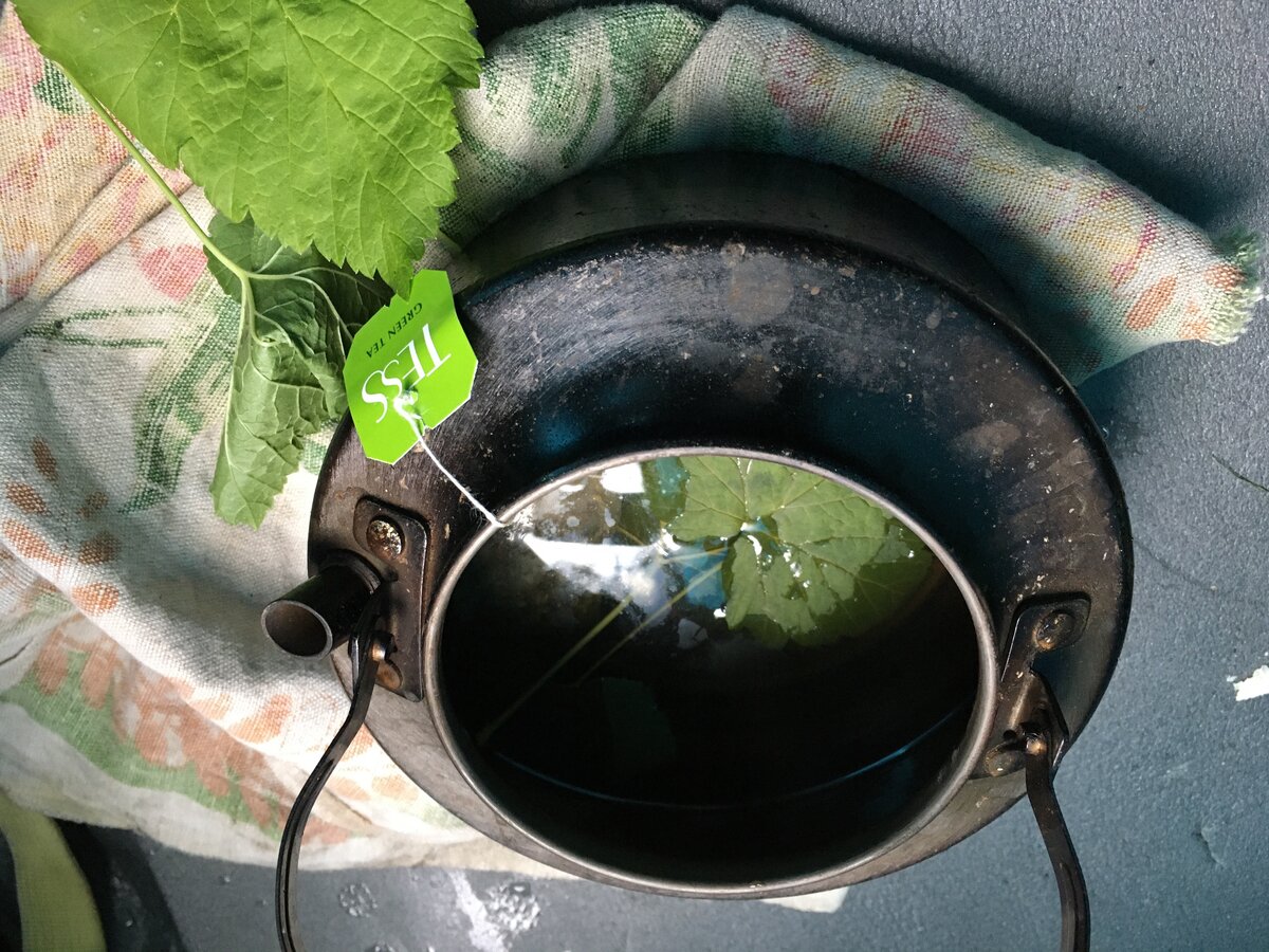 Заварил чай с листьями чёрной смородины 