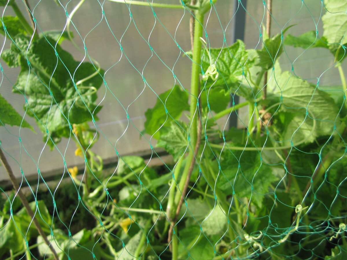 Внешний вид, натянутой на грядке с огурцами, сетки (фото автора)
