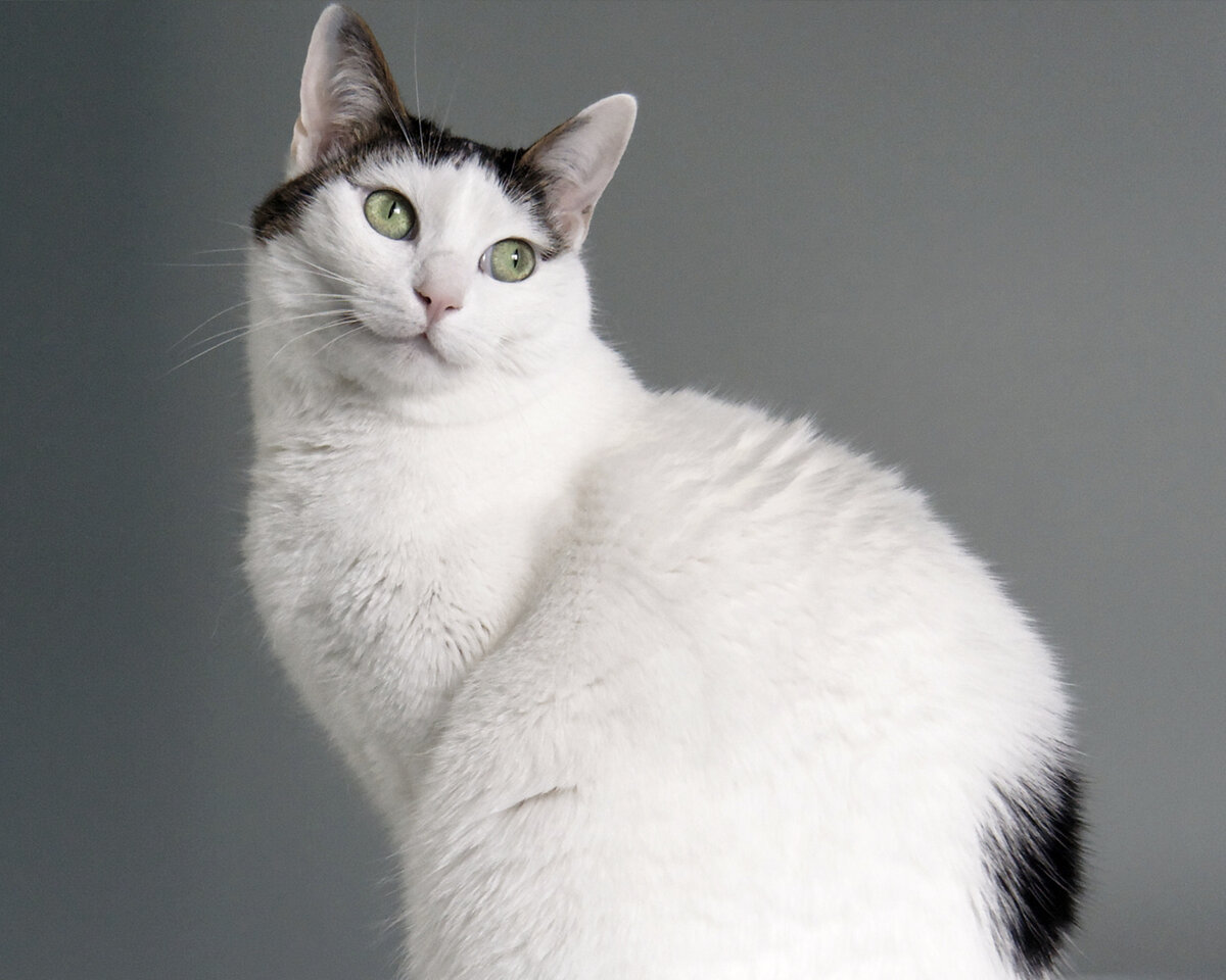 Породы кошек: японский короткошерстный бобтейл | ПОРОСЕНОК ФЫР | Дзен