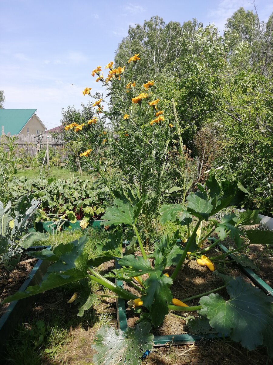 Замульчированные кабачки