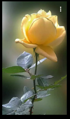 референс "Желтая роза"