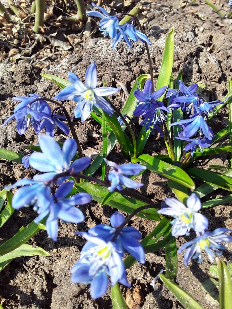 Сцилла сибирская, микс - здесь вся упаковка