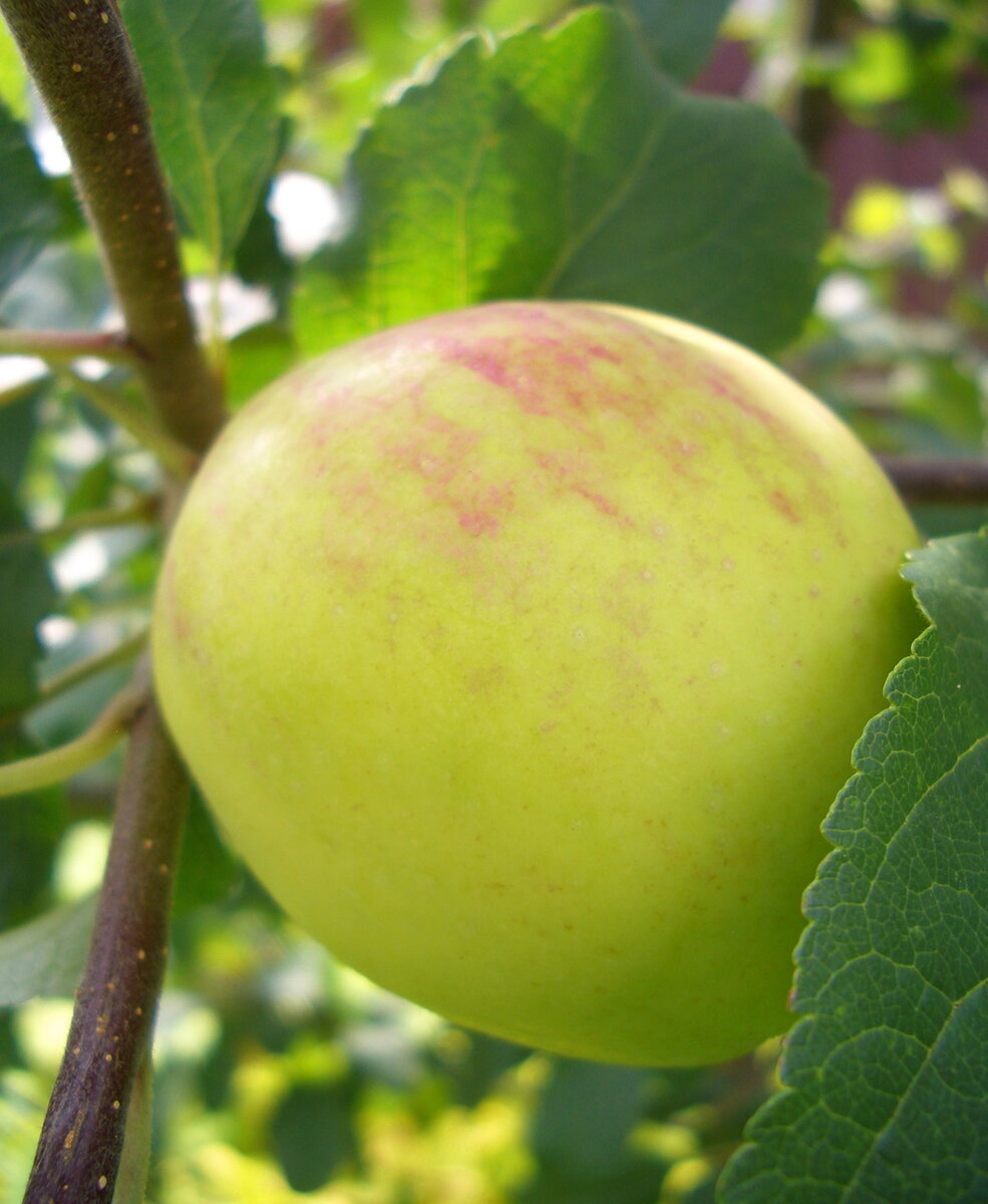 Зимний сорт яблок для урала фото с описанием