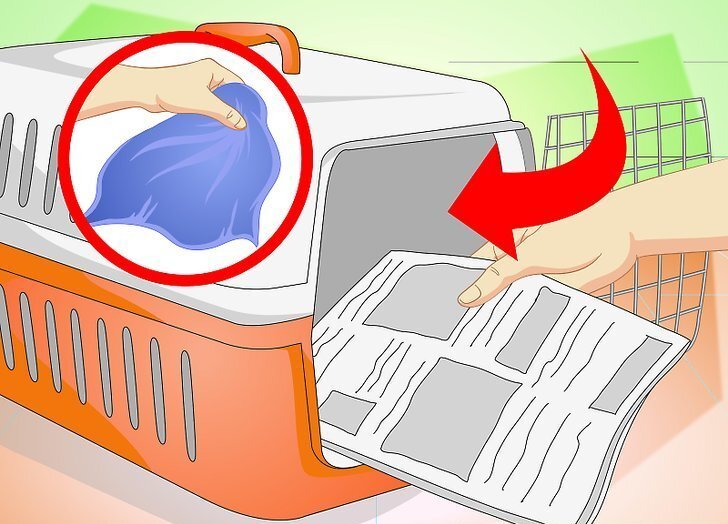 1. Положите в переноску дополнительное полотенце или газету.  Стресс от переноски может вызвать у кошки мочеиспускание.