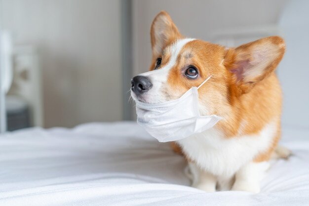 https://ru.freepik.com/premium-photo/dog-in-a-medical-mask-french-bulldog-coronavirus_7326351.htm