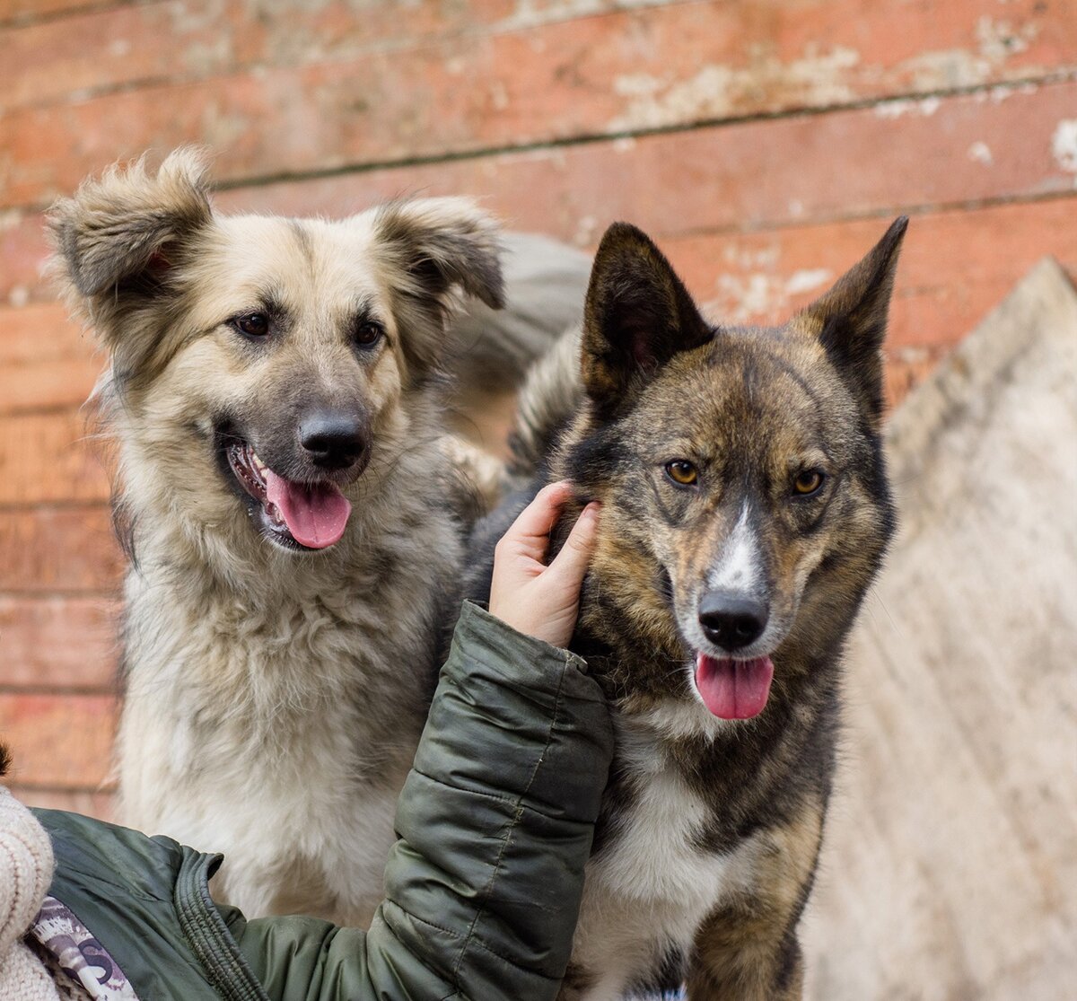 North dog. Собаки Северной группы. Собаки на обоих. Голос пушистых бродяг
