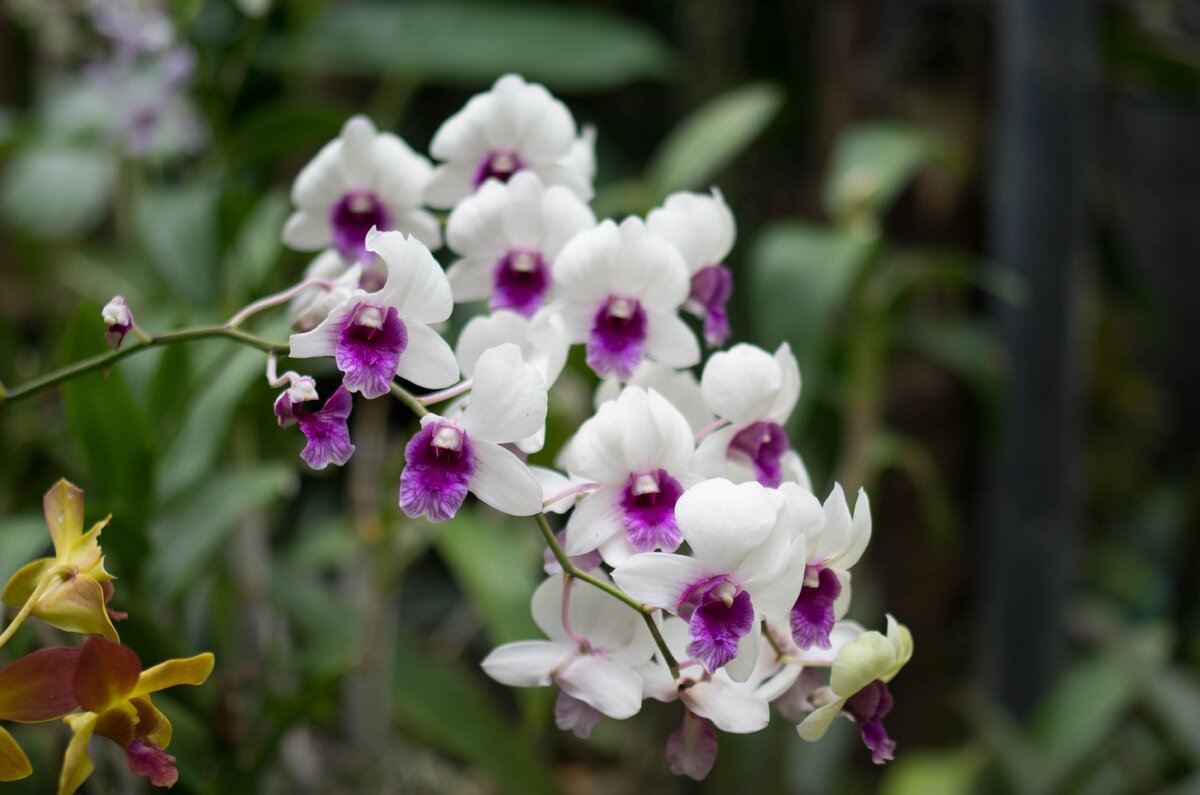 Какой грунт выбрать для драцены, кактуса и орхидеи