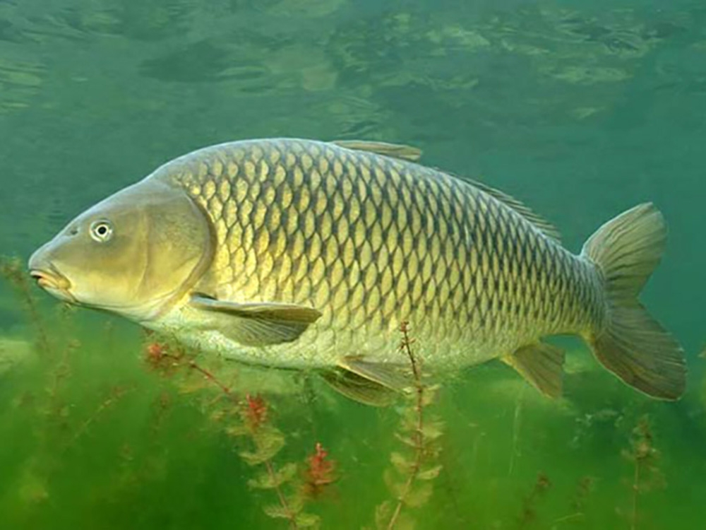 Сазан (Cyprinus Carpio). Сарбоянский Карп. Карп (Cyprinus Carpio). Сазан (= Карп обыкновенный) – Cyprinus Carpio. Карп в воде