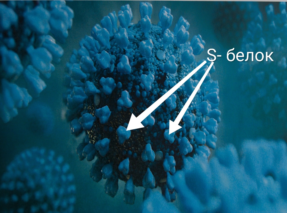 "Шипы" коронавируса содержат так  называемый S-белок (от англ.слова spike- шип). Благодаря этим стукртурам коронавирус проникает внуть клетки (т.е. заражает ее).