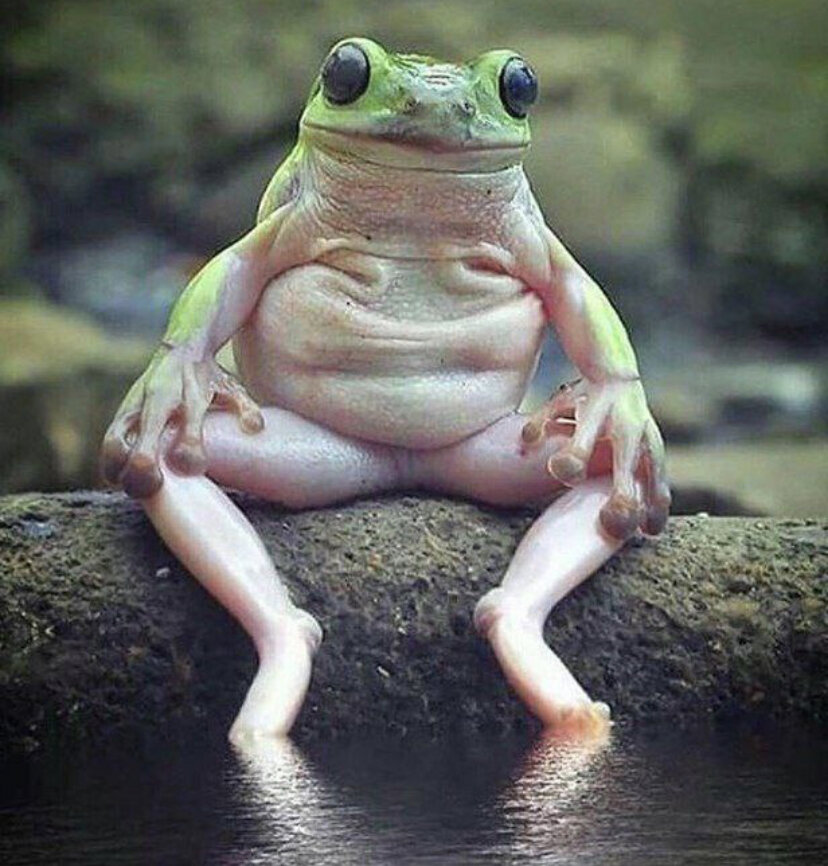 Лягушка поела