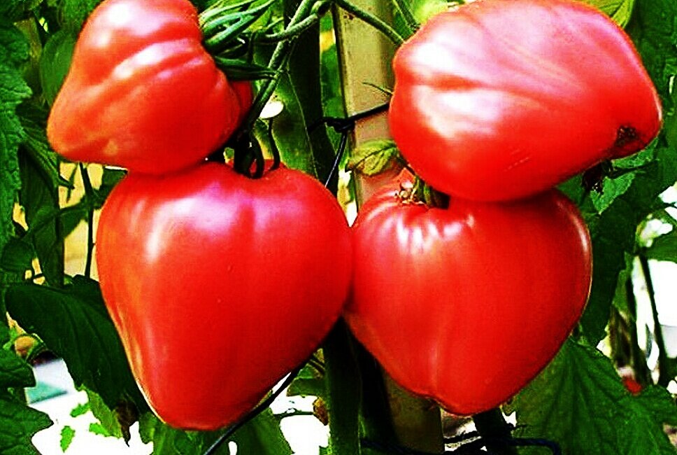 Орлиный клюв. Фотография из свободноо доступа