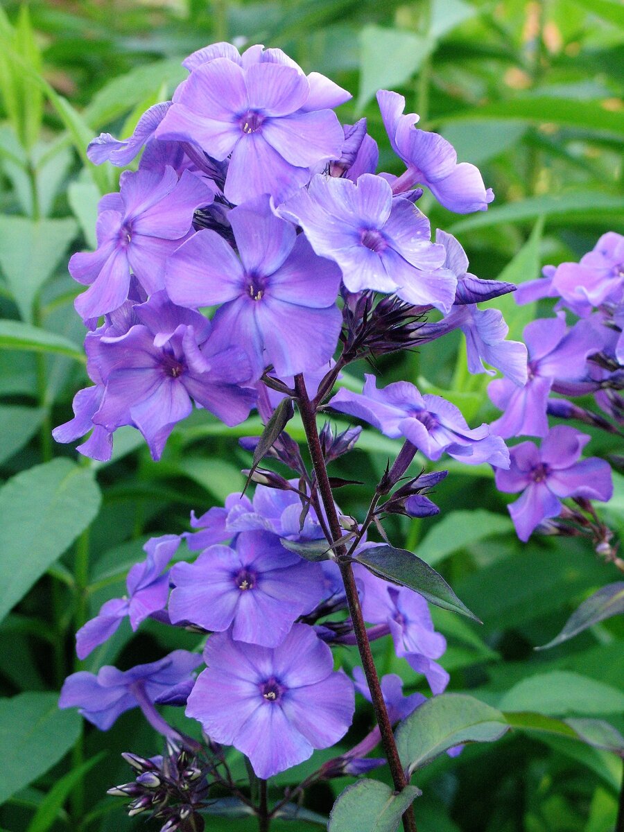 Какое растение называют лазоревым цветком?