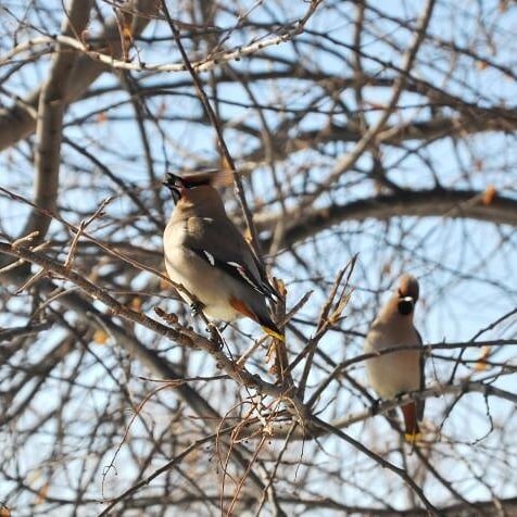 Свиристели.