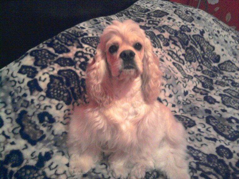 Фото автора. Наш Рики. https://m.ok.ru/dk?st.cmd=userAlbum&st.albId=505557788627&_prevCmd=userAlbum&tkn=5932&__dp=y