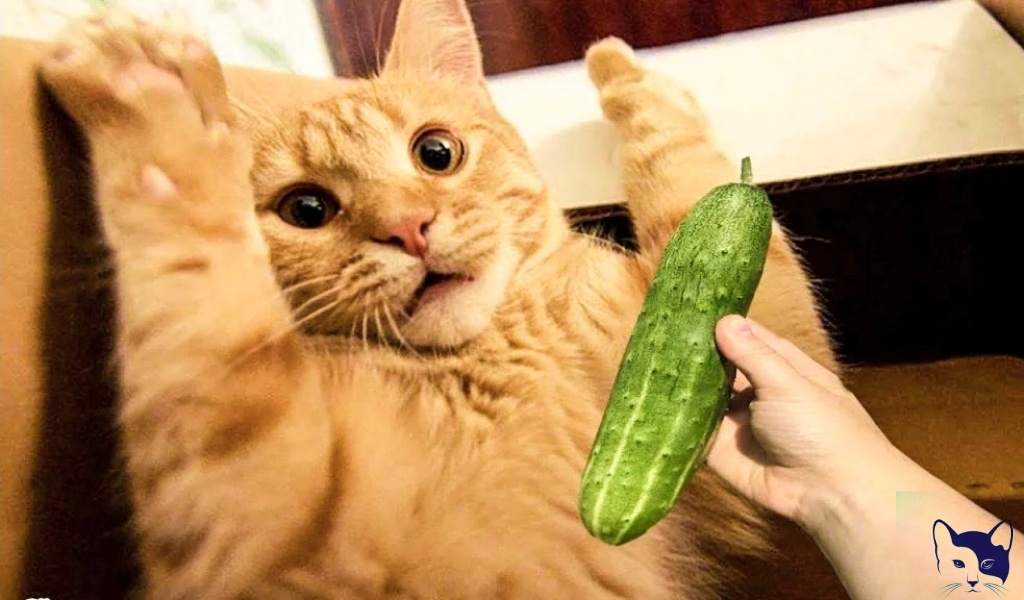 Источник изображения: Яндекс Картинки