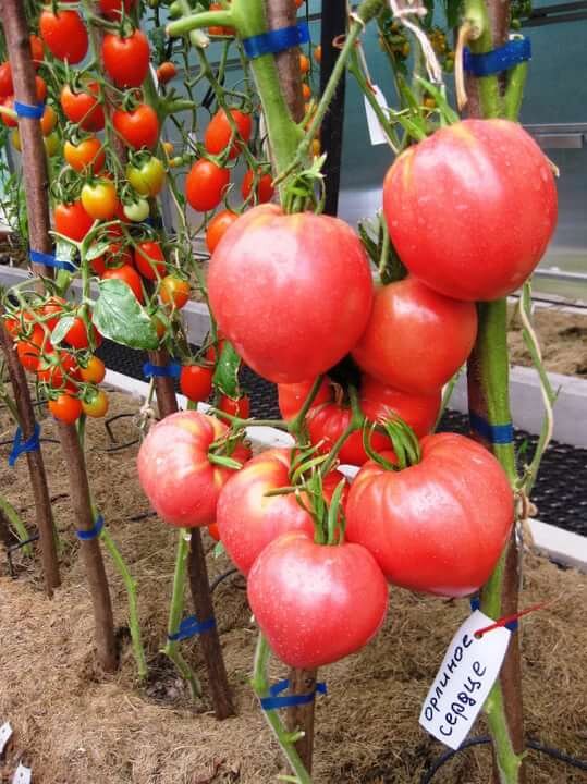 Томат Орлиное сердце.