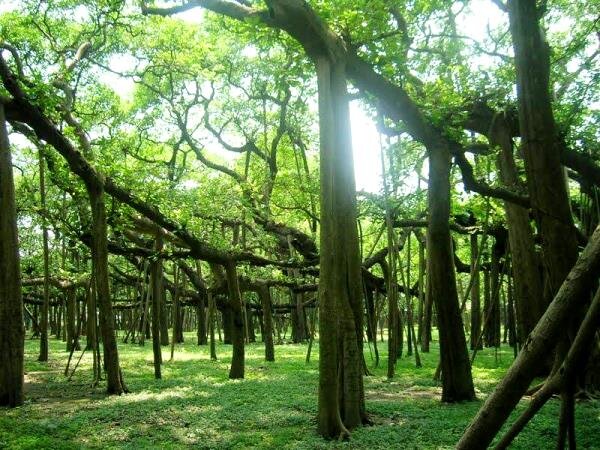 Роща? Нет! Дерево! Фото: из открытых Интернет-источников