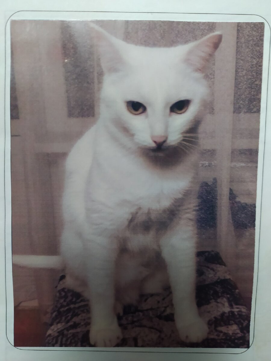 Фото в вет. паспорте у кота