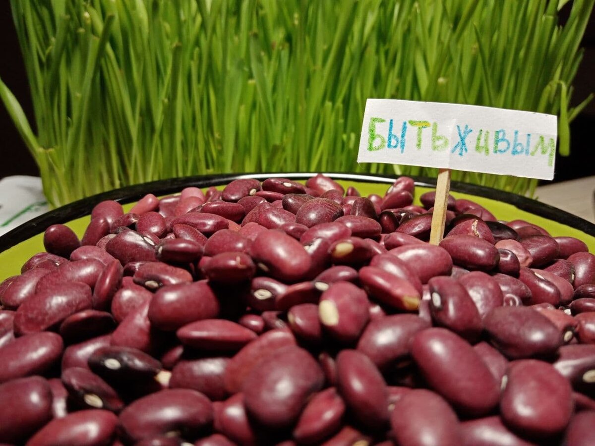 В 100г фасоли около 10г Клетчатки