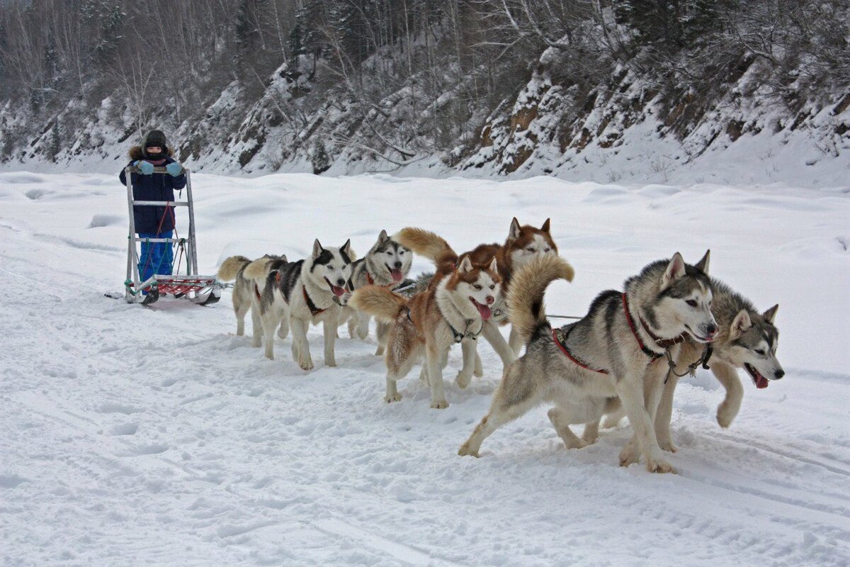 Фото: divo_husky (Вконтакте)