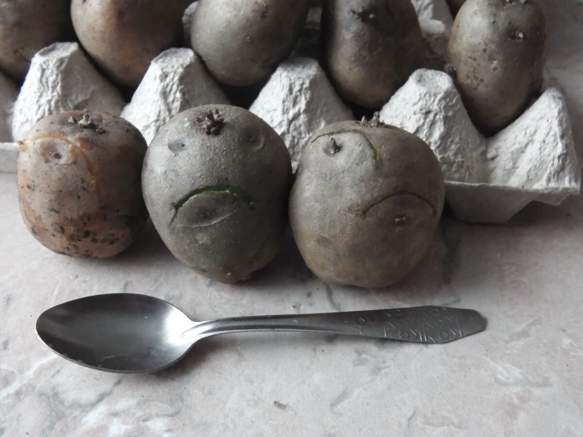 Кербовка картофеля. Картошка на чаепитие. Кербовку. Как подготовить клубни картофеля к посадке.