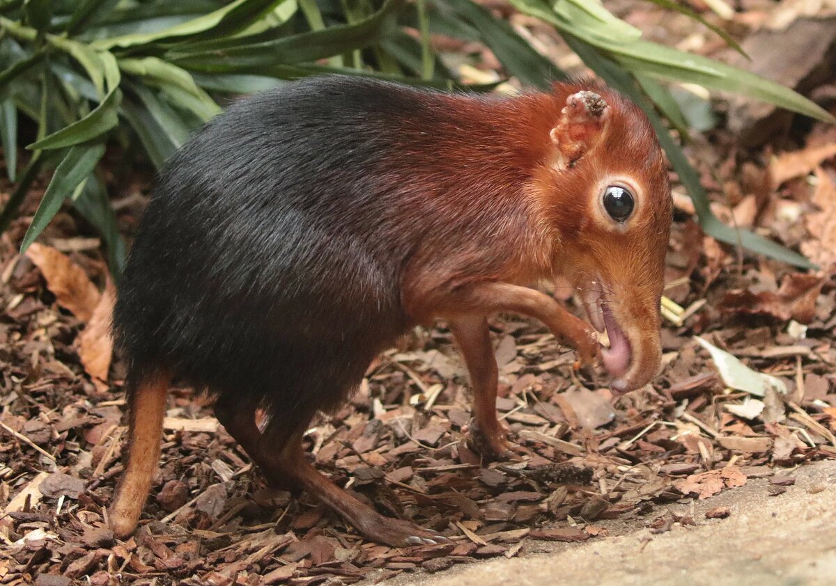 Хоботковая собачка Петерса 