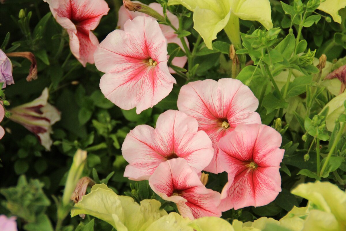 А это какие-то недорогие прошлогодние петуньки. Название не помню. 