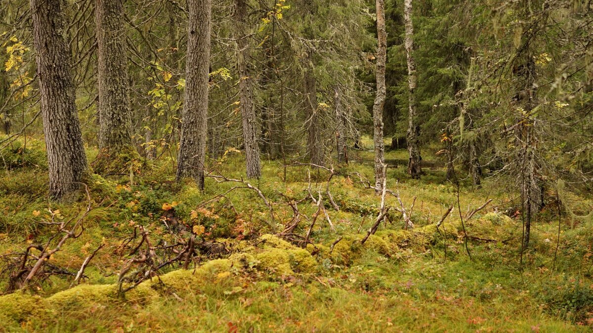 Старовозрастный лес в Архангелськой области
