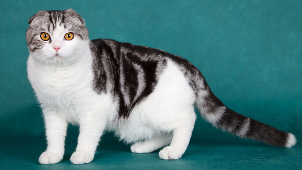 Шотландская вислоухая кошка: характер, особенности содержания🐈 | Purina ...