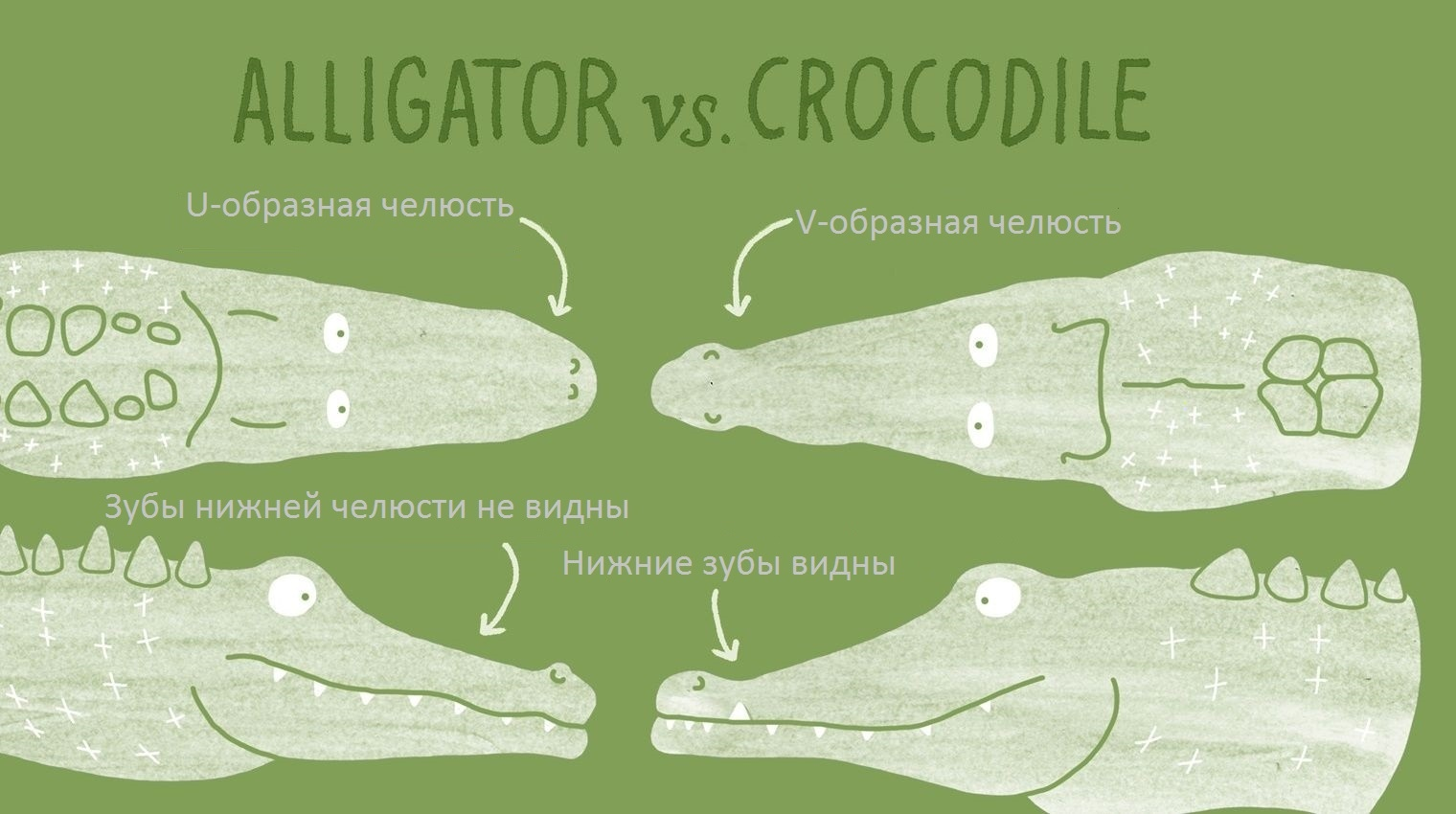Сравнение крокодила и аллигатора в фотографиях