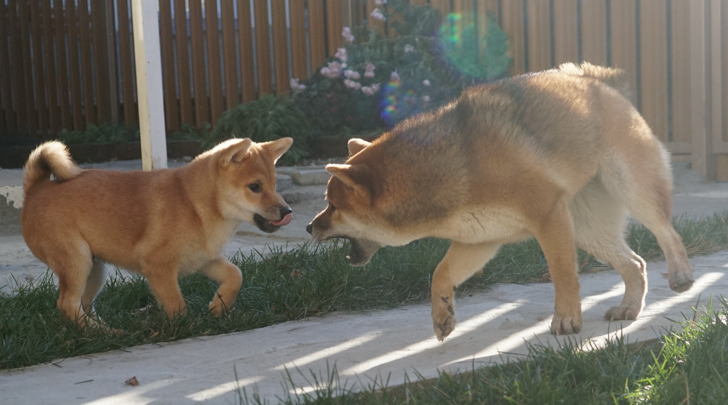 Сиба-ину и плюшевый щенок: потрясающая дружба и незабываемые моменты