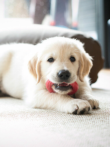 Щенок грызет игрушку