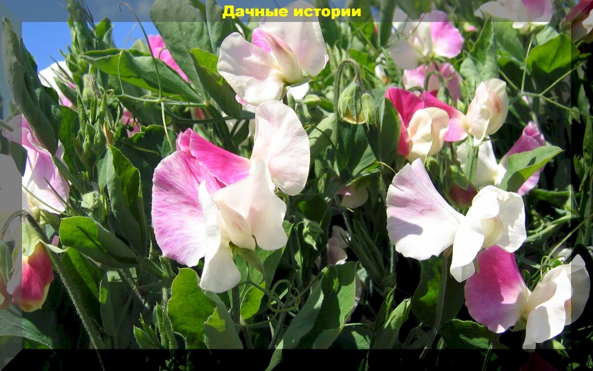 https://vk.com/photo-159774511_457246046