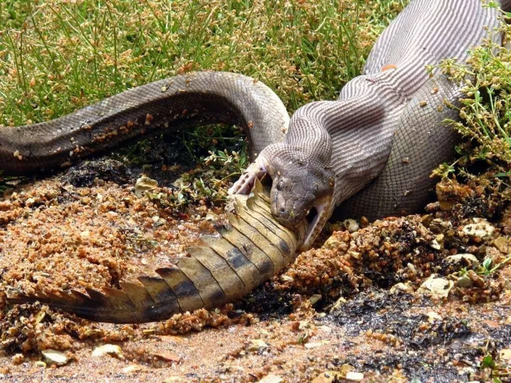 Может ли змея съесть змею. Анаконда змея. Оливковый питон проглотил крокодила.