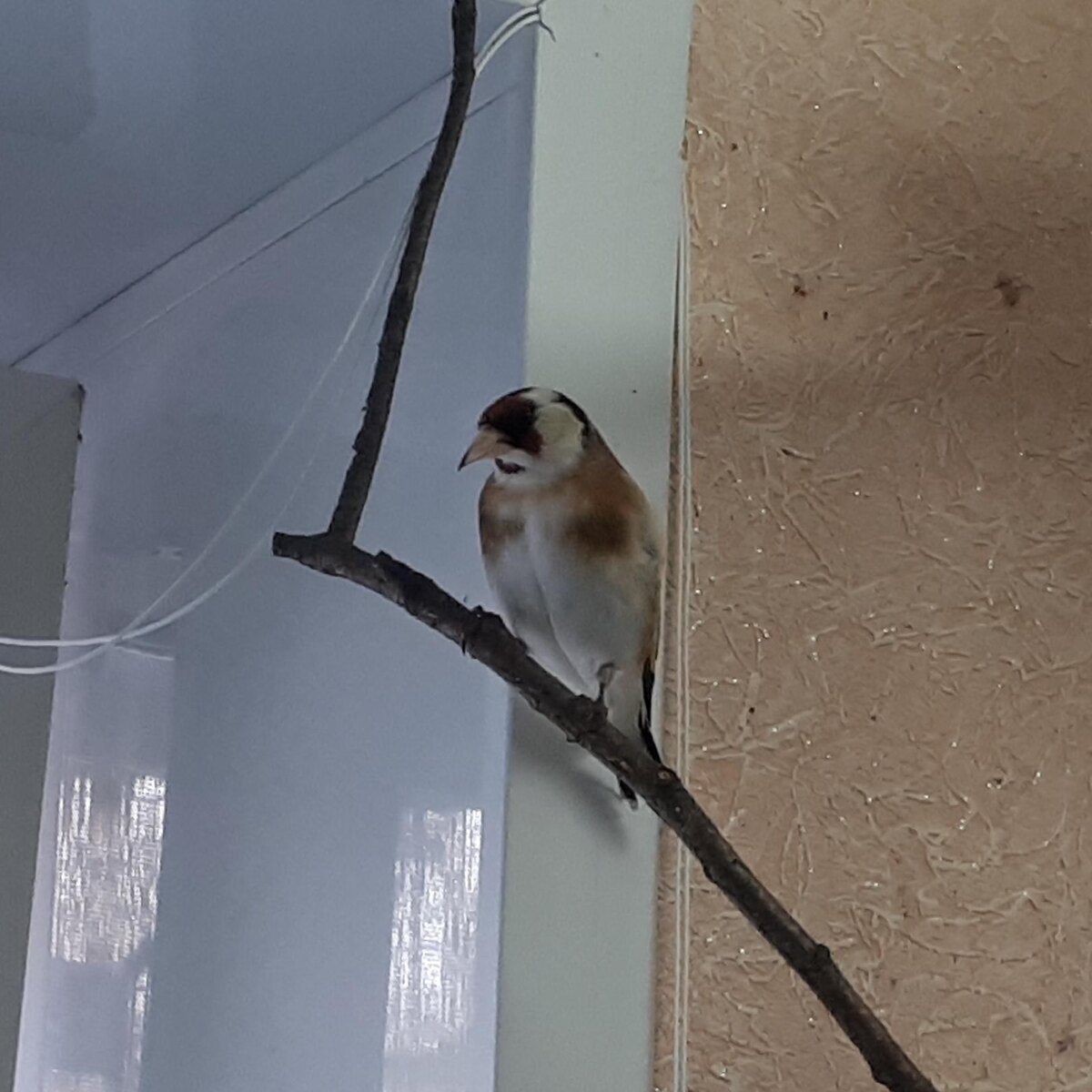 Моя самка черноголового щегла с белой "бородой"