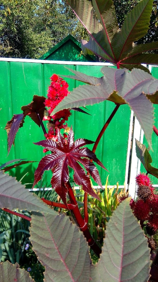 Фото моё, забор соседский!)