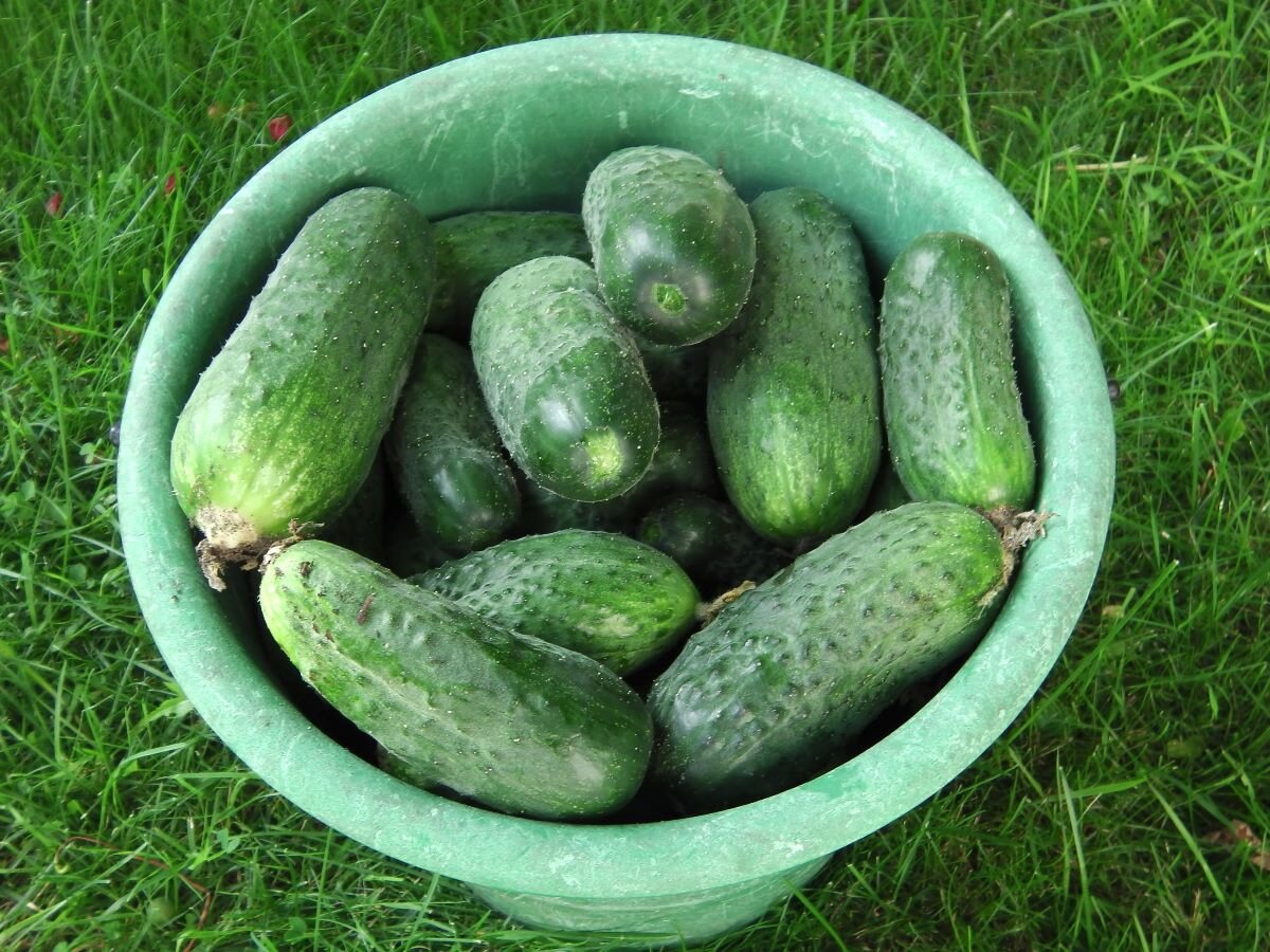 Огурцы. Фото автора