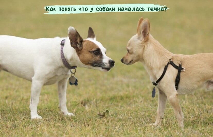 Как понять что у собаки течка?