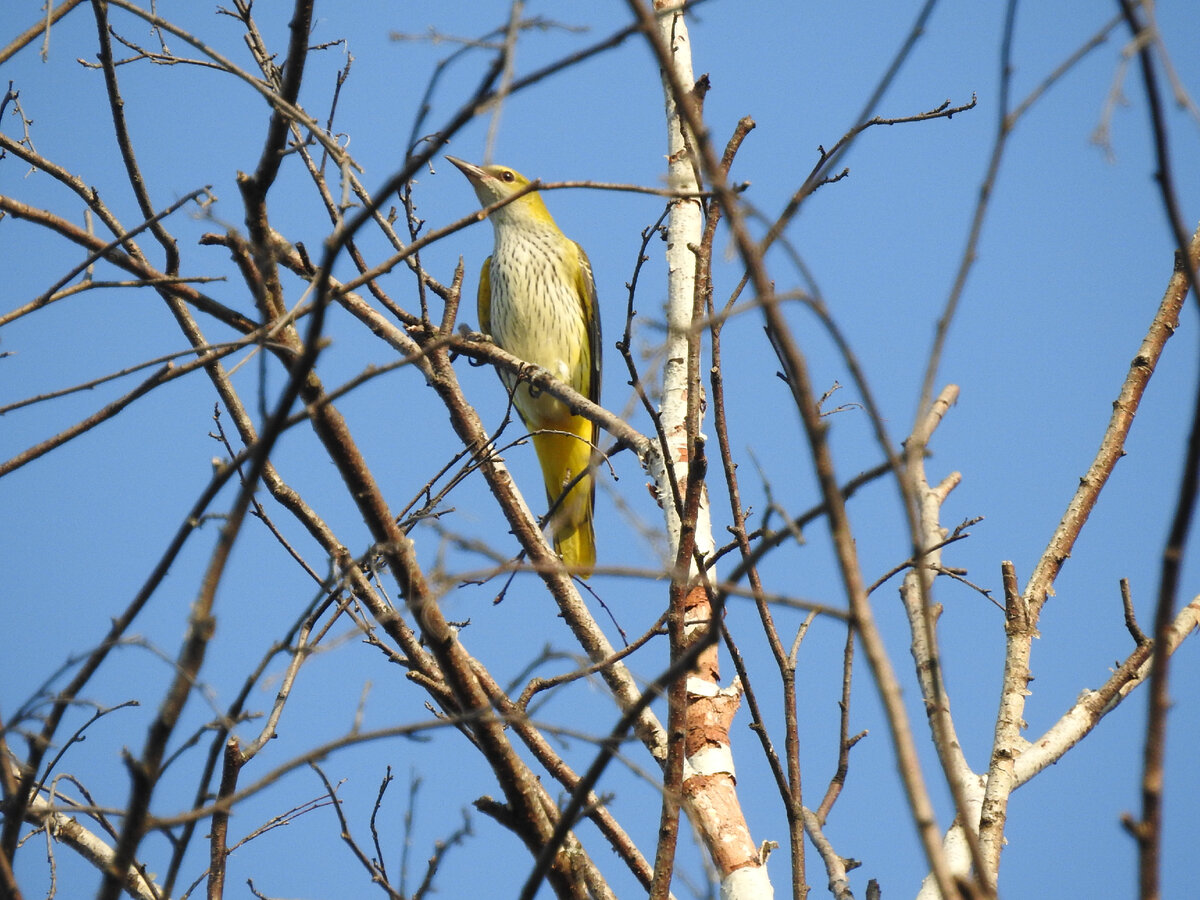 Самка иволги, 22 августа 2021 года, Свердловская область, фото автора