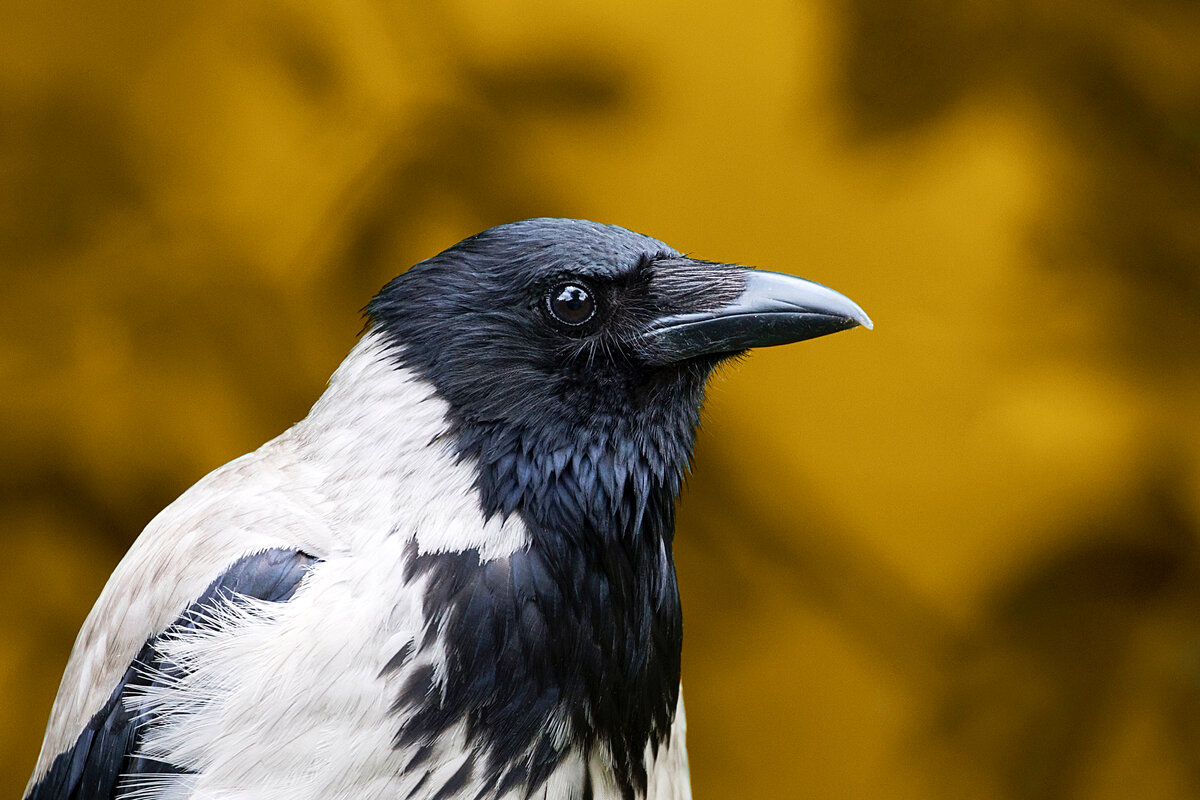 Ворона осенью: 10 интересных повадок и особенностей одной из самых умных  птиц в мире | Приключения натуралиста | Дзен
