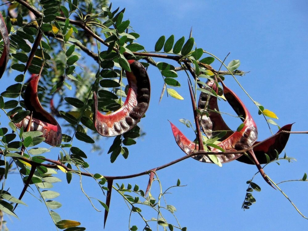 Название дерева с острыми и большими шипами