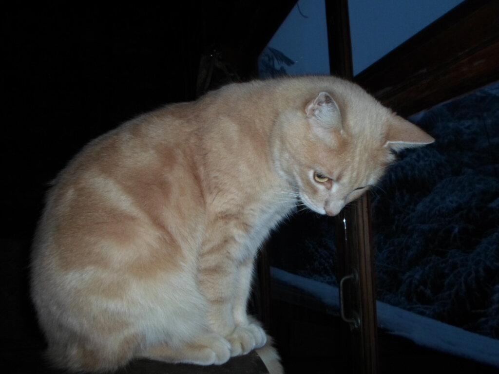 Это мой  кот Рыжик,  слушает рассказ о  Кузьме .