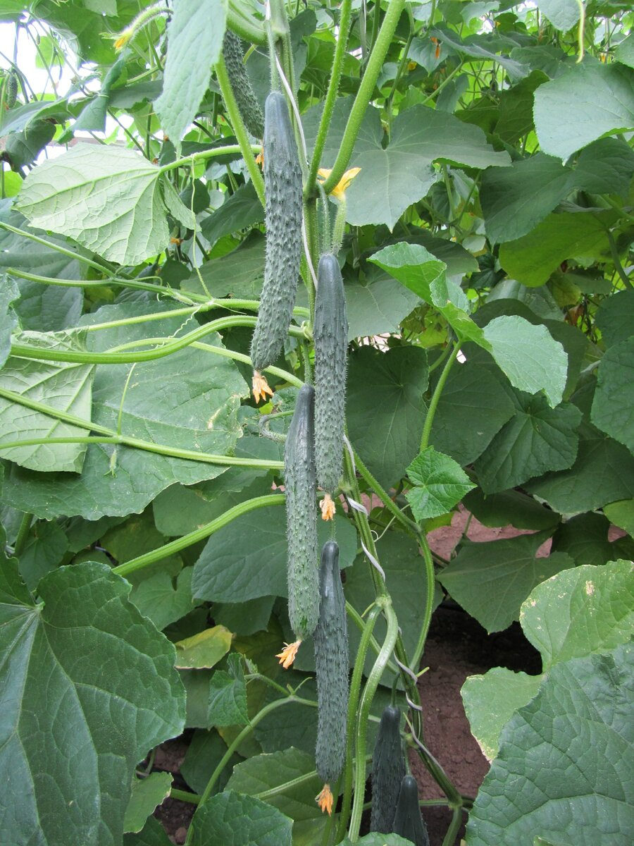 Огурец F1 Изумрудный поток-чудо чудное.