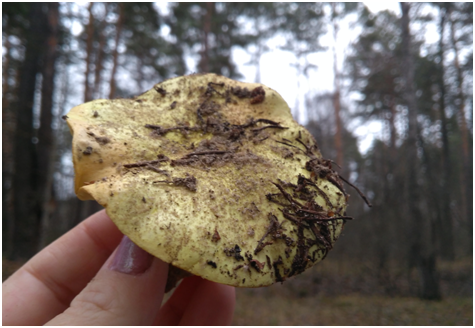 Ставьте лайки и подписывайтесь на мой канал