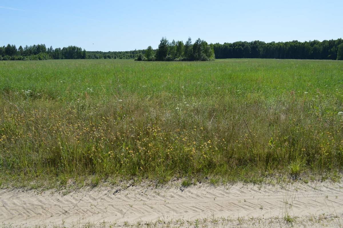 Бывшее совхозное песчаное поле, которое перестали обрабатывать сразу после привоза торфа. На дороге перед ним виден песок, такой же состав почвы и на поле. Она очень бадная.
